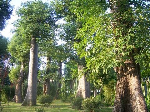 大樹進(jìn)城本質(zhì)上是破壞生態(tài)
