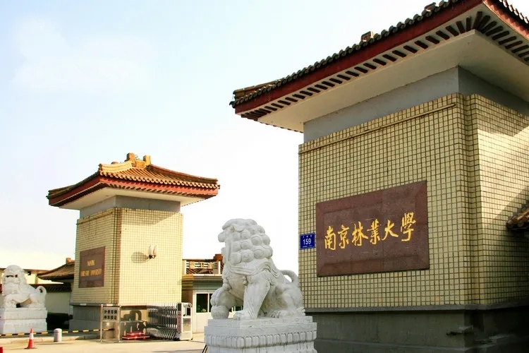 南京林業(yè)大學(xué)設(shè)計人才成跨界多面手