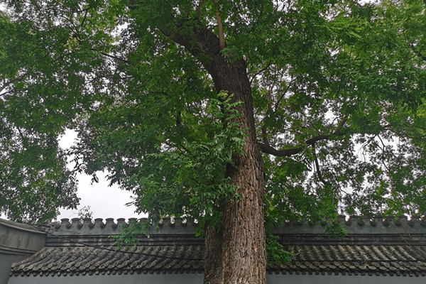 北京市首條古樹主題文化胡同建成