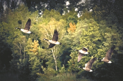 加拿大啟動“國家生態廊道計劃”