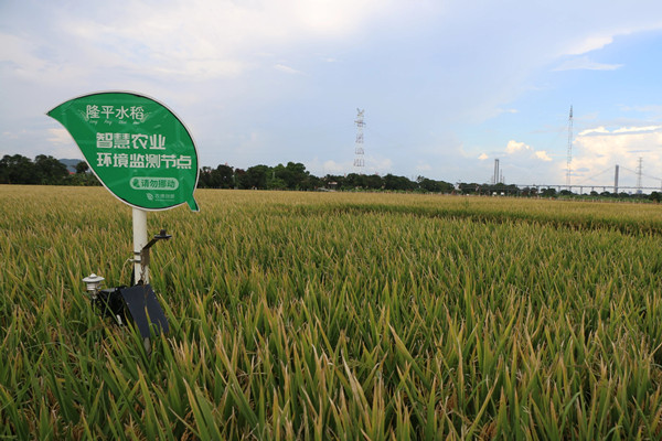 隆平試驗田，一座“美麗水稻公園”