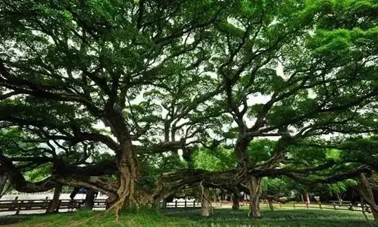 廣東評選十大最美古樹群