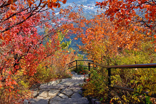 香山公園將迎首個游園賞紅葉高峰