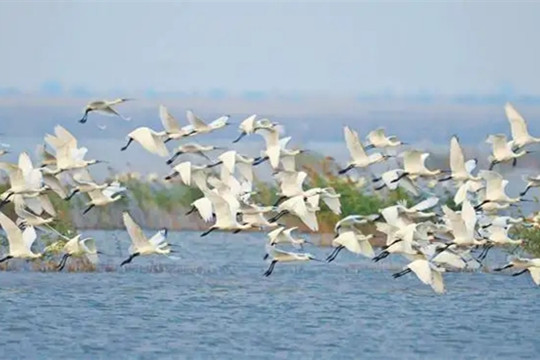多地多部門加大生物多樣性保護力度