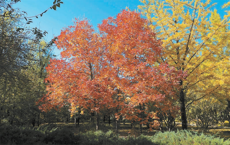 12年來持續(xù)增彩延綠 新優(yōu)樹種搶鏡京城秋日