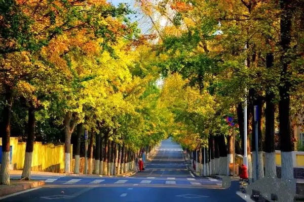 眾議：如何讓行道樹與城市一起發(fā)展成長