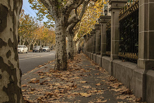 上海45條景觀道路開啟“落葉不掃”模式