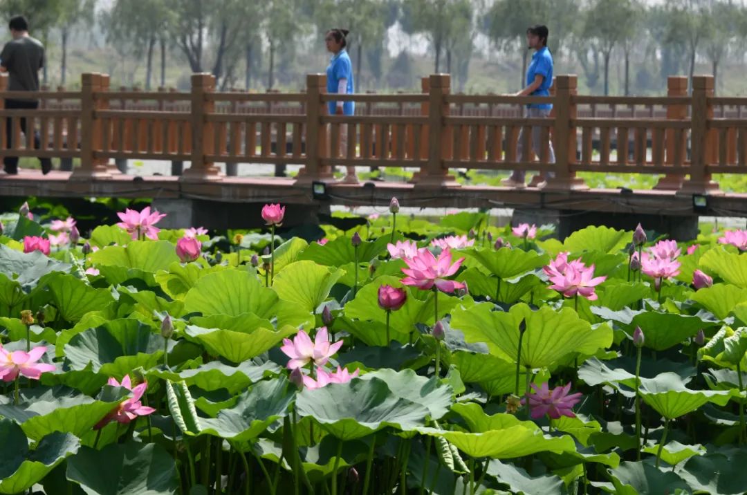 媒體批沿黃河地區(qū)“一縣一濕地一縣一公園”做法