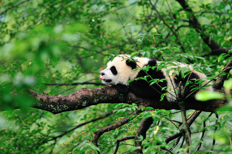 中國(guó)到2035年基本建成世界最大國(guó)家公園體系