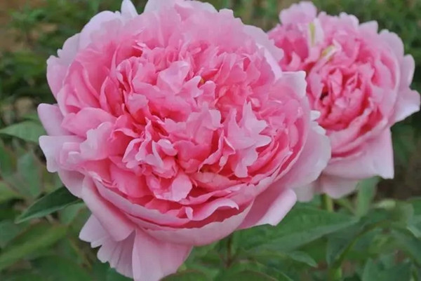 李學武代表:建議將牡丹確定為我國國花