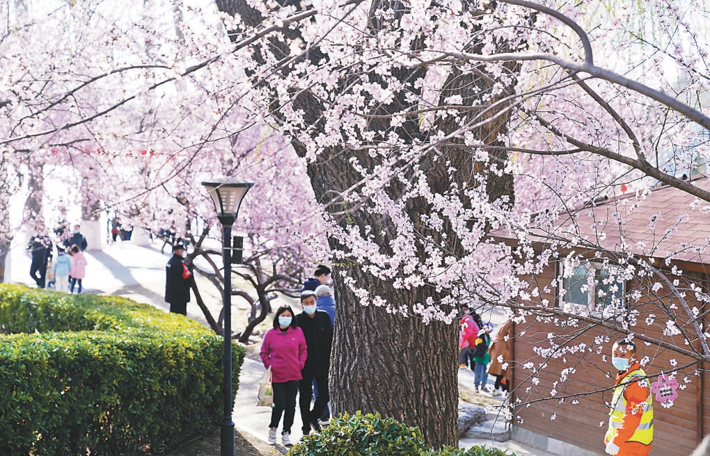 北京:本周六去玉淵潭公園賞櫻花