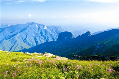 我國(guó)珍稀瀕危野生動(dòng)植物種群穩(wěn)步增長(zhǎng)