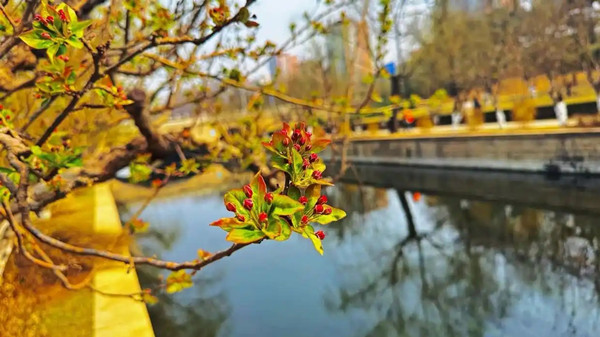 北京多處濱水空間將成“賞花長廊”